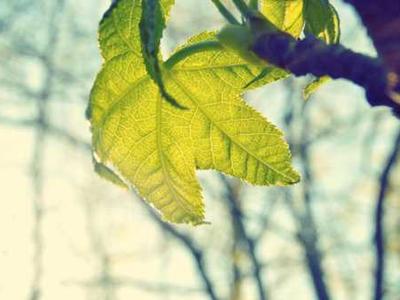 البروشورات