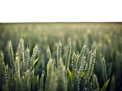 بطاقات العمل