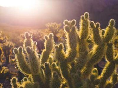 بطاقات التهنئة والهدايا